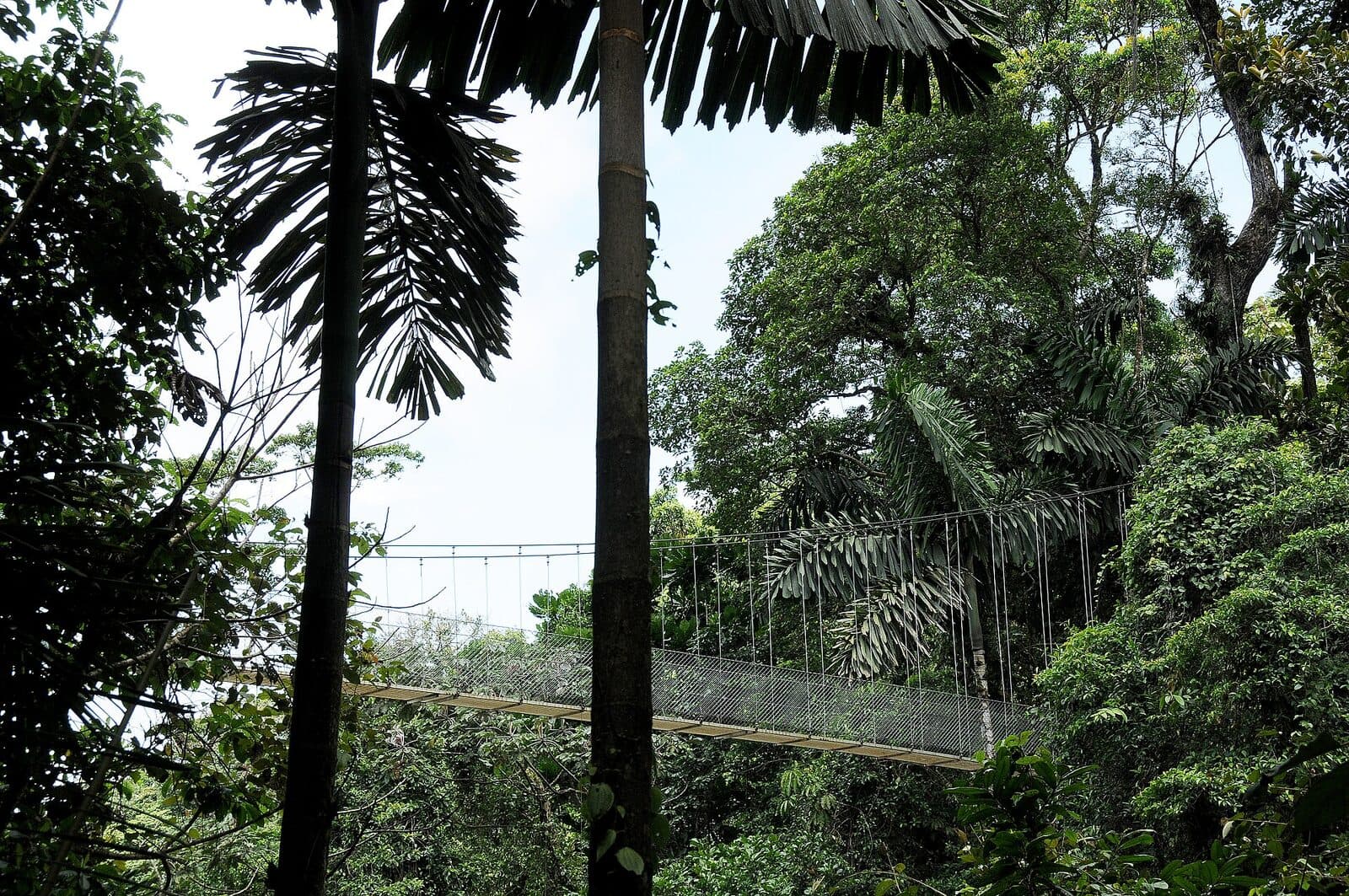 Cross the hanging bridges