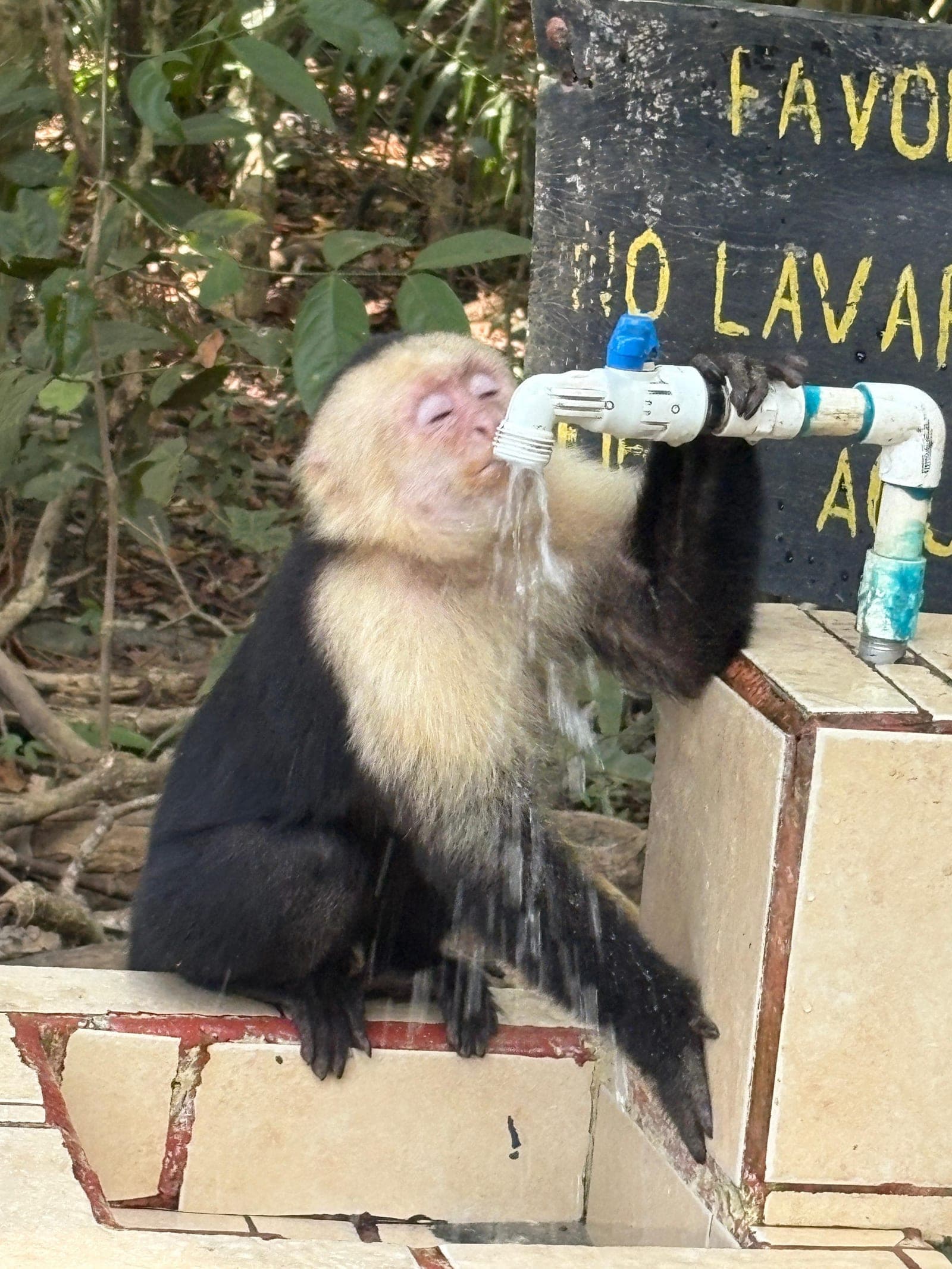 Manuel Antonio