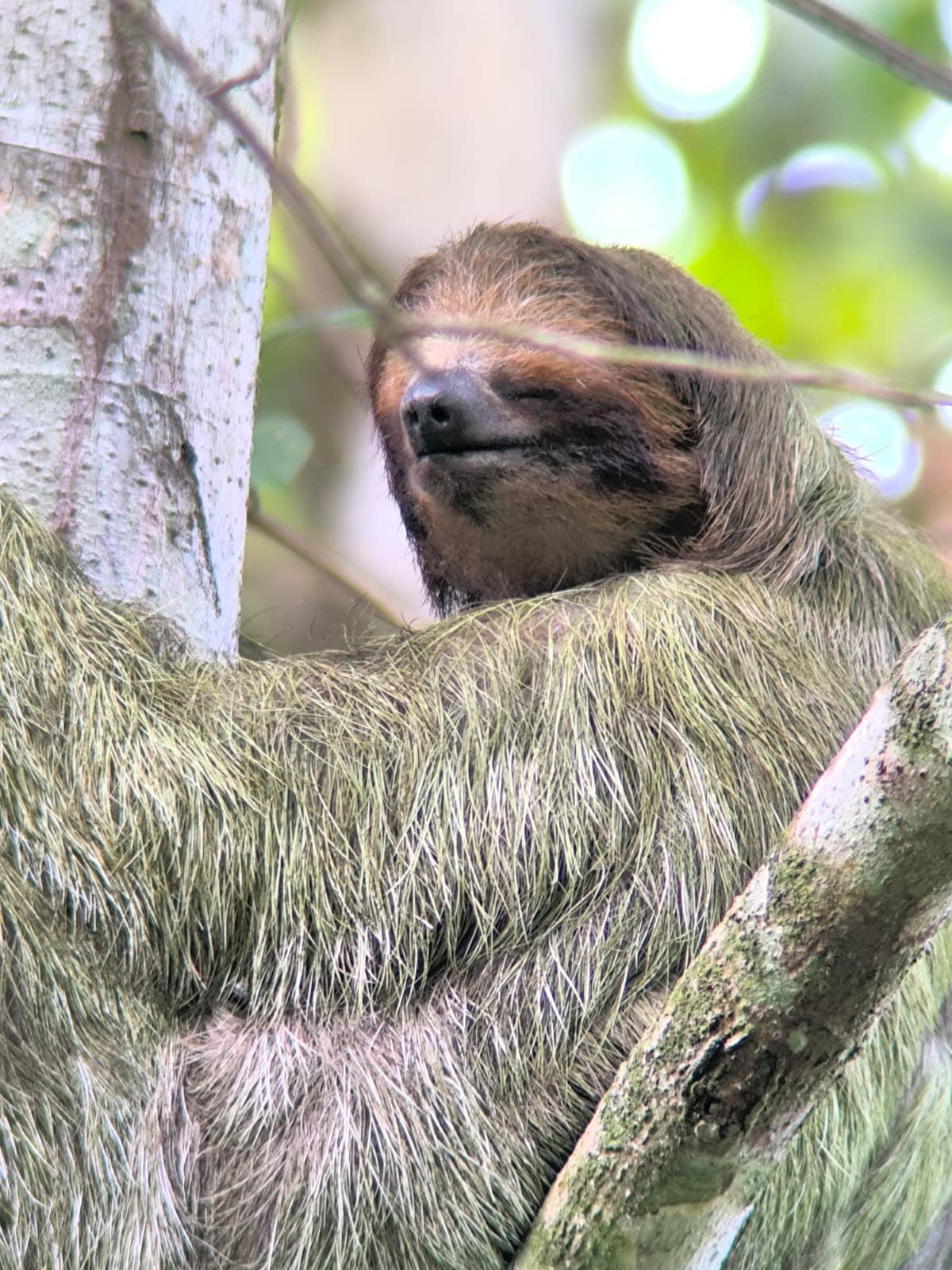 Manuel Antonio