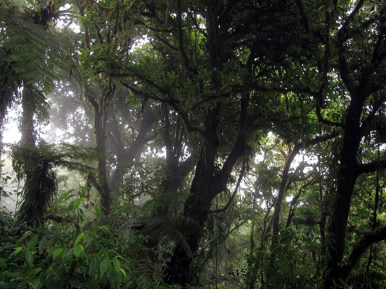Walk the cloud forest reserve