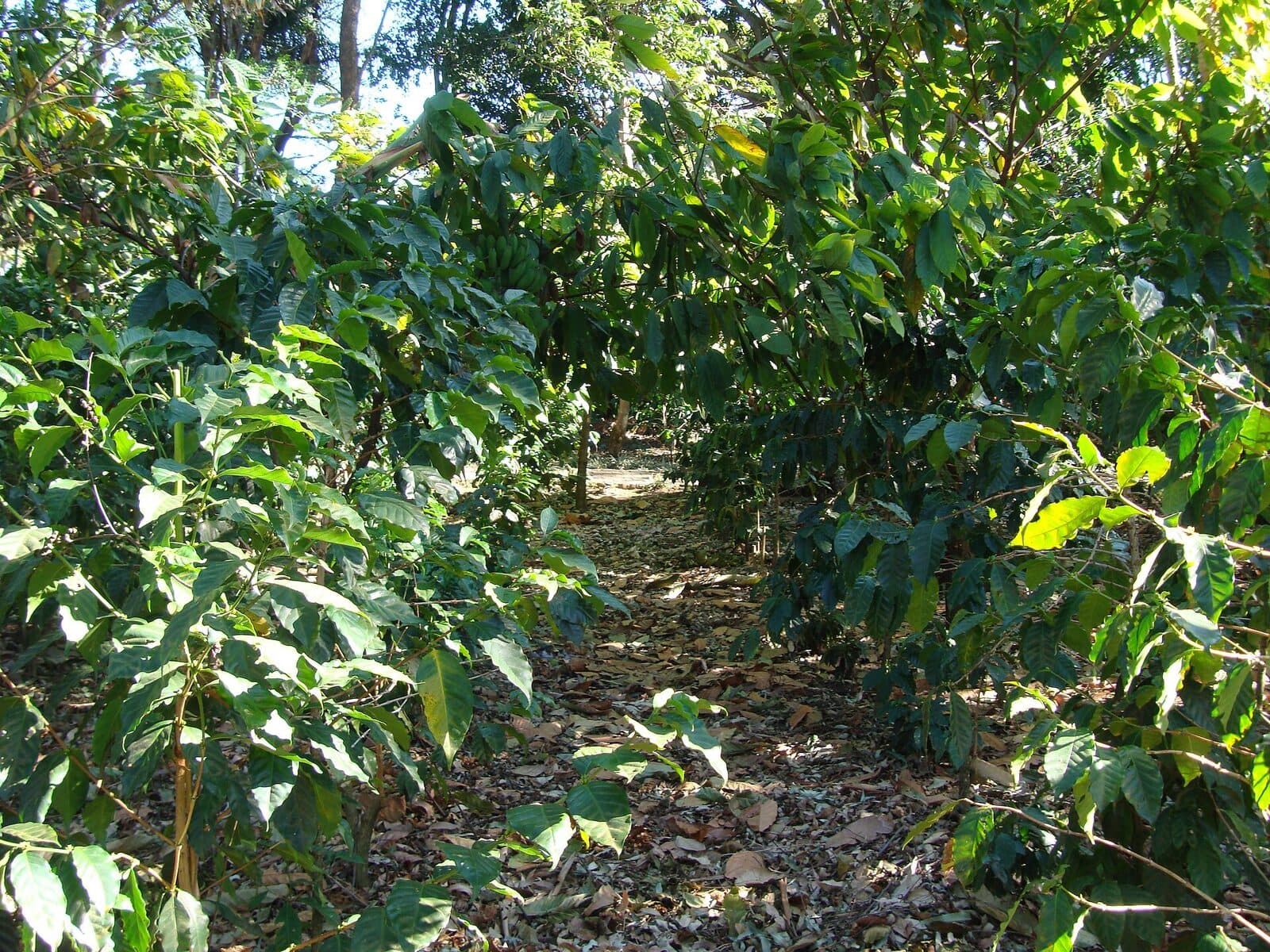 Tour a coffee or chocolate farm