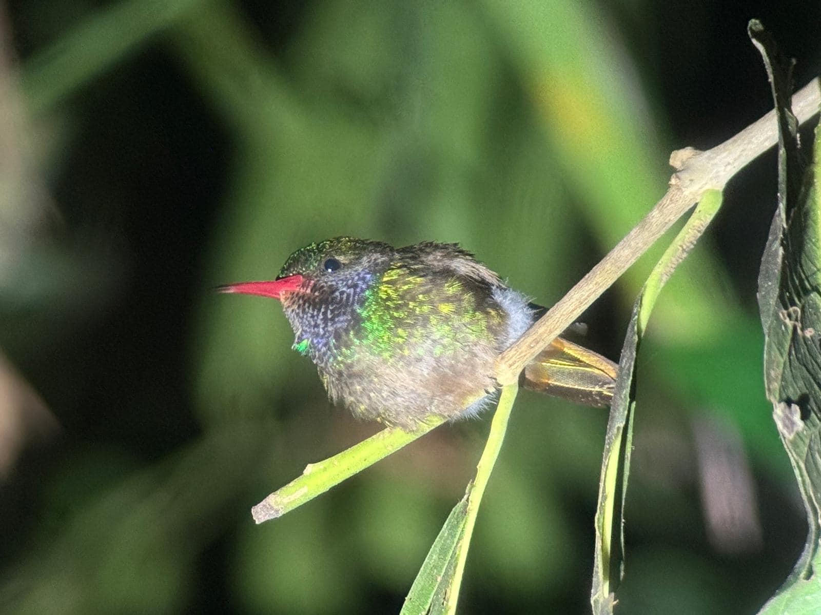 Monteverde