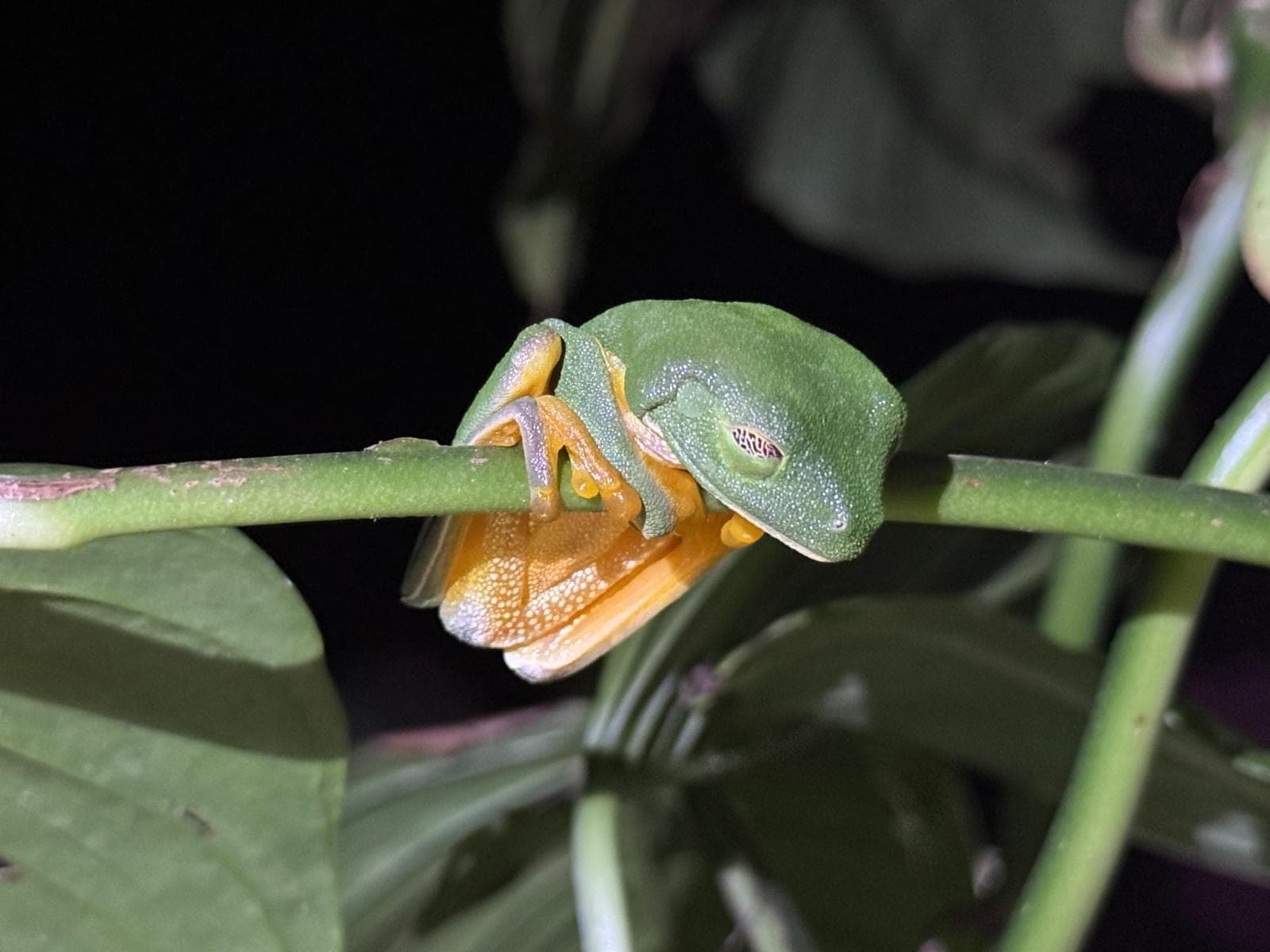 Monteverde