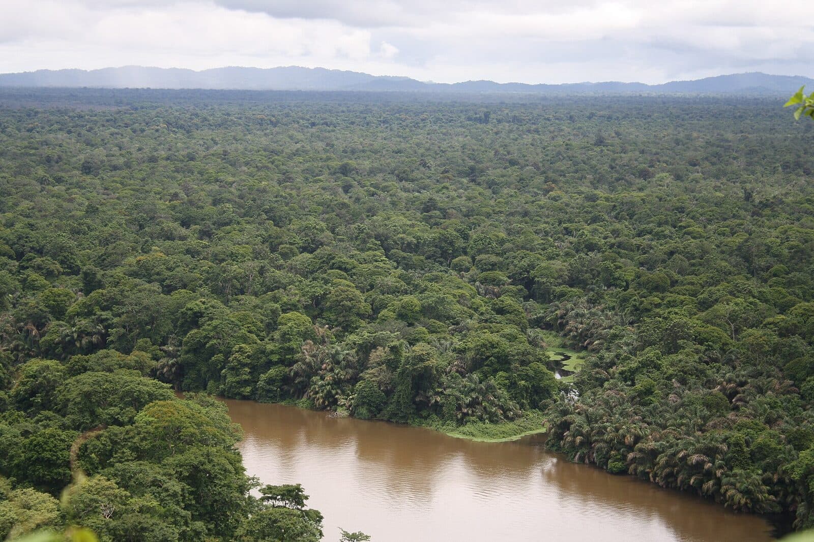 Hike the rainforest trails