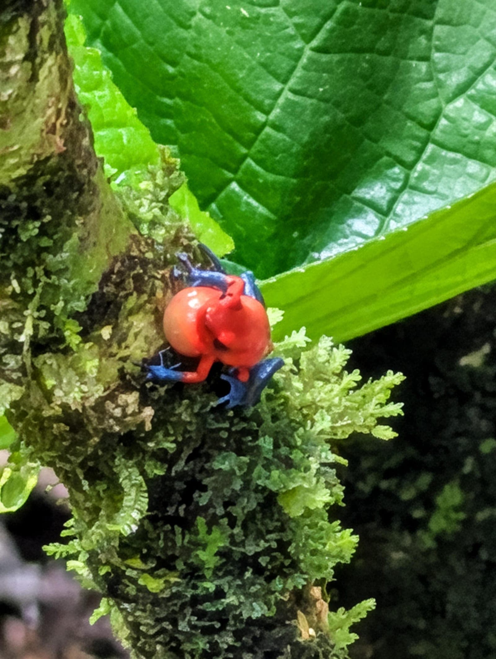 Tortuguero