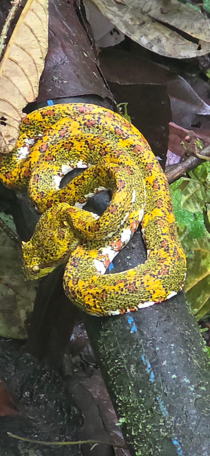 Tortuguero