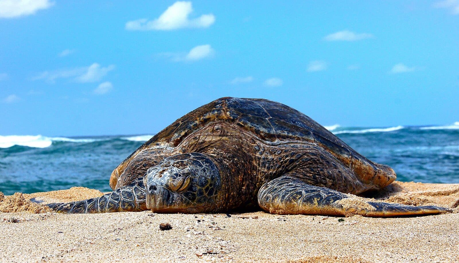 Witness turtle nesting
