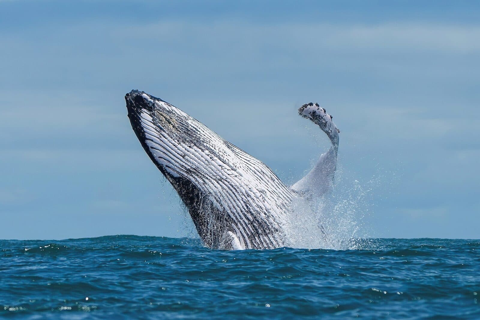 Go whale watching